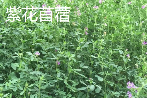 养牛可以种什么牧草，可以选择苏丹草、黑麦草等