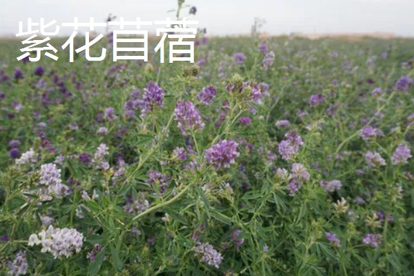 养牛可以种什么牧草，可以选择苏丹草、黑麦草等