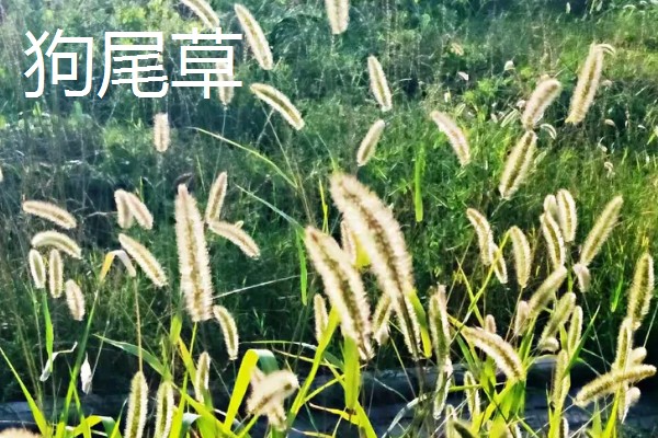养牛可以种什么牧草，可以选择苏丹草、黑麦草等