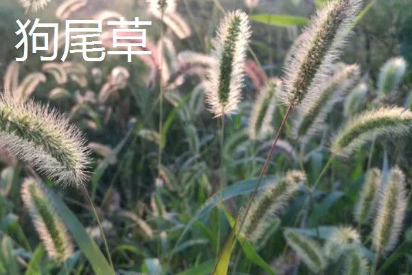 养牛可以种什么牧草，可以选择苏丹草、黑麦草等