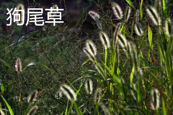 养牛可以种什么牧草，可以选择苏丹草、黑麦草等