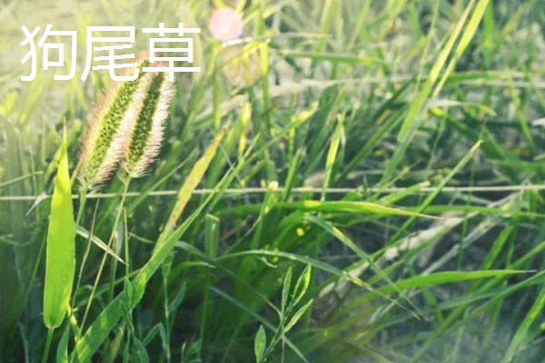 养牛可以种什么牧草，可以选择苏丹草、黑麦草等
