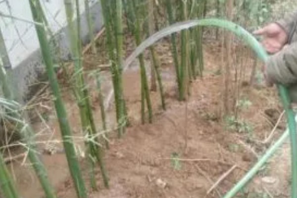 竹叶发黄的原因，可能是浇水过多所致