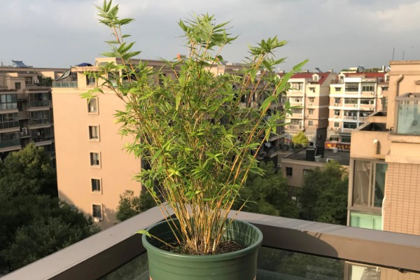 竹叶发黄的原因，可能是浇水过多所致