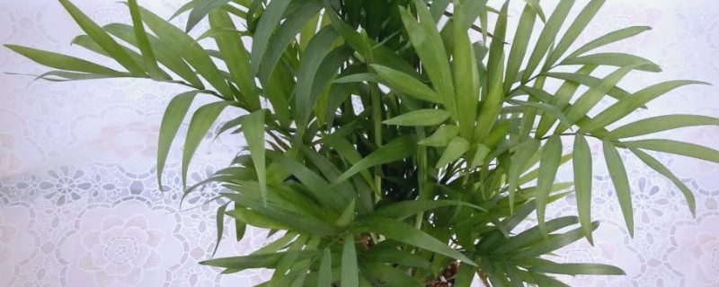 养殖袖珍椰子的注意事项，温度保持在18℃-24℃