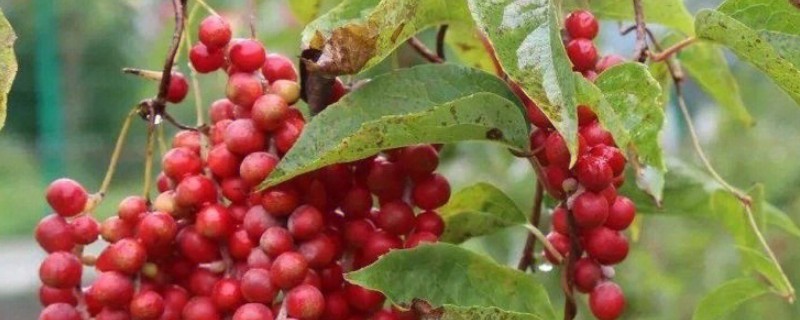 种植五味子怎么防治杂草，使用以下2种药物效果较好