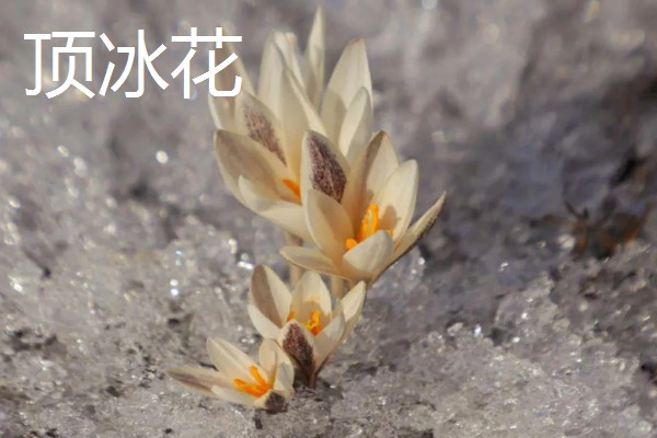 冬天冻不死的常绿植物有哪些，有顶冰花、红豆杉等