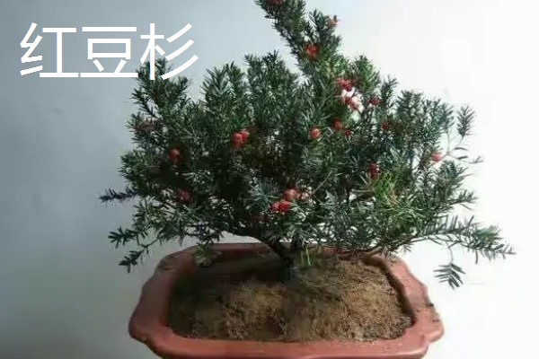 冬天冻不死的常绿植物有哪些，有顶冰花、红豆杉等