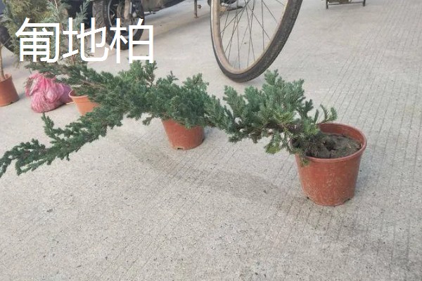 冬天冻不死的常绿植物有哪些，有顶冰花、红豆杉等