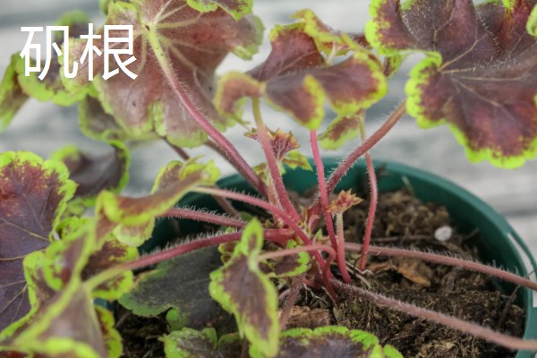 冬天冻不死的常绿植物有哪些，有顶冰花、红豆杉等