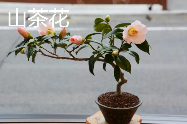冬天冻不死的常绿植物有哪些，有顶冰花、红豆杉等