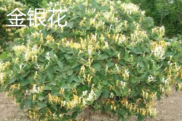 冬天冻不死的常绿植物有哪些，有顶冰花、红豆杉等