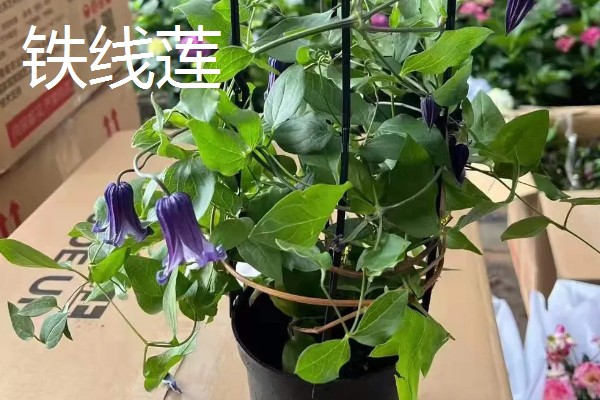 冬天冻不死的常绿植物有哪些，有顶冰花、红豆杉等
