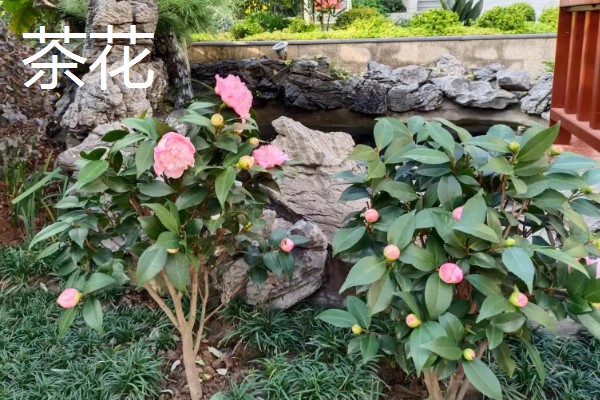 冬天冻不死的常绿植物有哪些，有顶冰花、红豆杉等