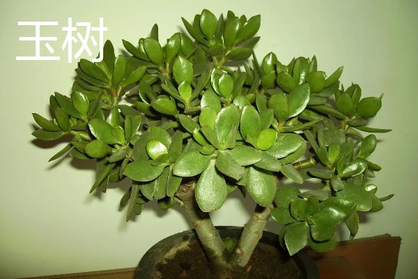 冬天冻不死的常绿植物有哪些，有顶冰花、红豆杉等