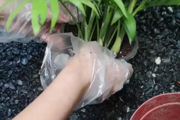 养殖袖珍椰子的注意事项，温度保持在18℃-24℃