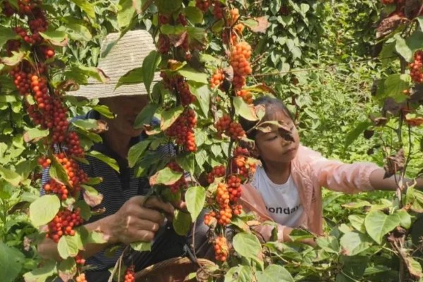 种植五味子怎么防治杂草，使用以下2种药物效果较好