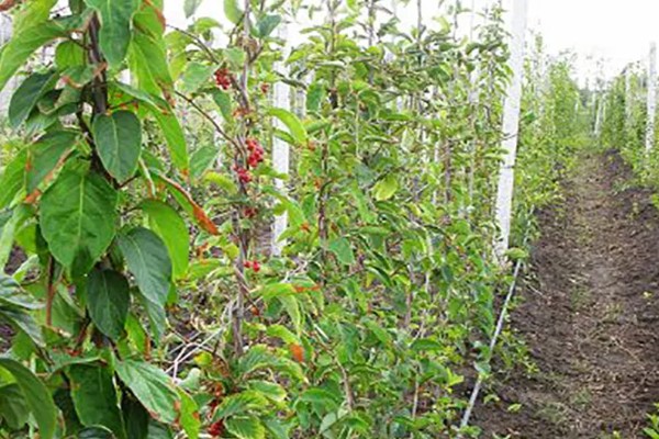 种植五味子怎么防治杂草，使用以下2种药物效果较好