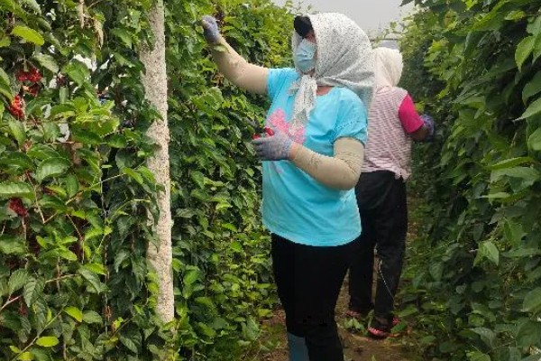 种植五味子怎么防治杂草，使用以下2种药物效果较好