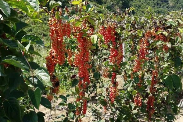 种植五味子怎么防治杂草，使用以下2种药物效果较好