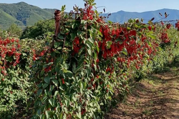 种植五味子怎么防治杂草，使用以下2种药物效果较好