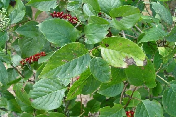 种植五味子怎么防治杂草，使用以下2种药物效果较好