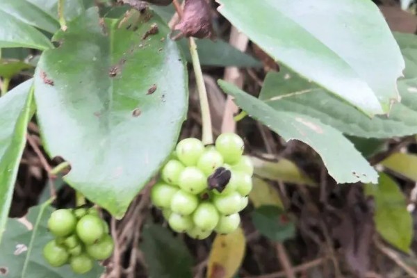 种植五味子怎么防治杂草，使用以下2种药物效果较好