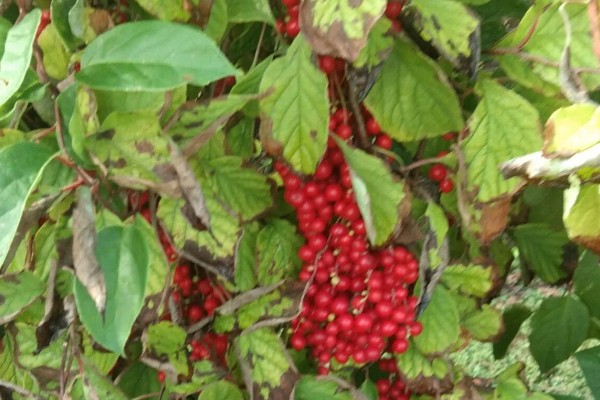 种植五味子怎么防治杂草，使用以下2种药物效果较好