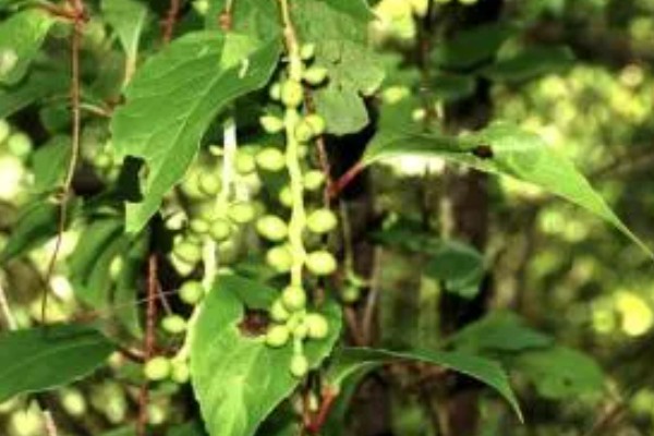 种植五味子怎么防治杂草，使用以下2种药物效果较好