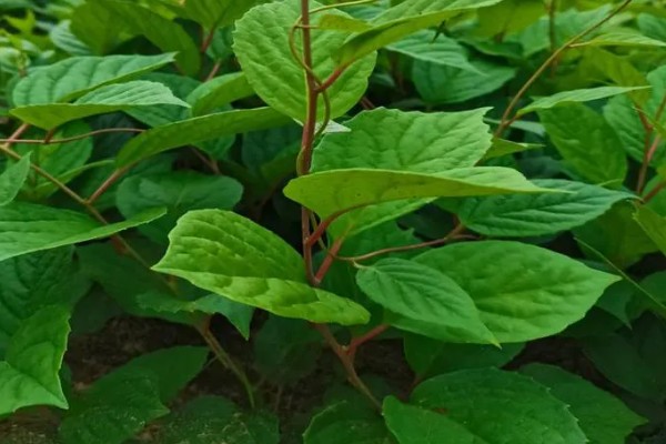 种植五味子怎么防治杂草，使用以下2种药物效果较好