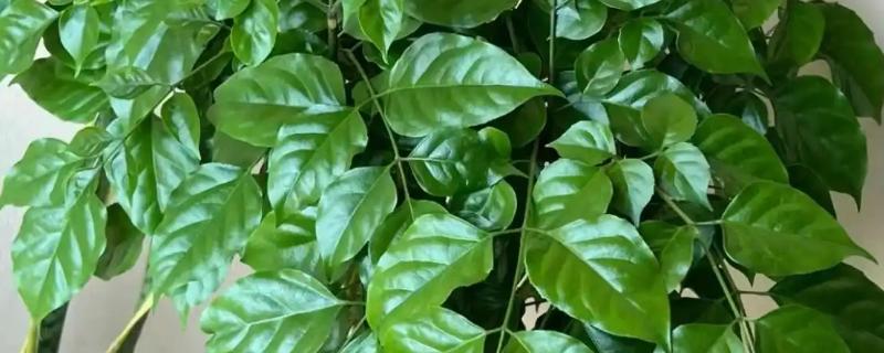 幸福树一般多高可以打顶，通常1.6-1.8m打顶