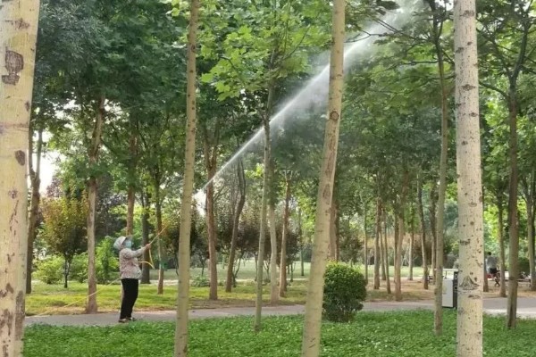 白蜡树容易生什么虫子，会长蛾类害虫和天牛