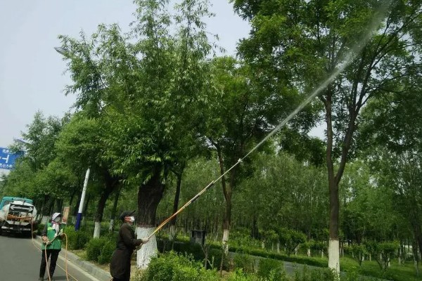 白蜡树容易生什么虫子，会长蛾类害虫和天牛