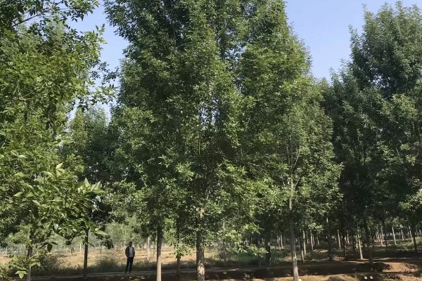 白蜡树容易生什么虫子，会长蛾类害虫和天牛