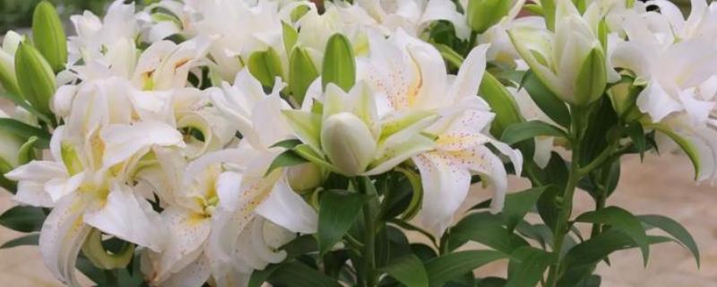 百合花要打顶吗，百合花要打顶