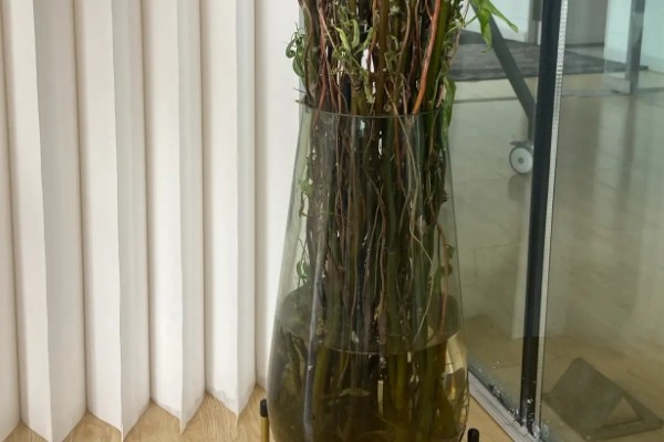 银柳是干养还是水培合适，干养或者水培都可以