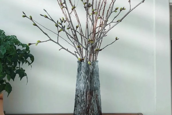 银柳是干养还是水培合适，干养或者水培都可以