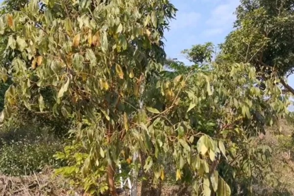 龙眼树突然枯死如何处理，过度施肥需大量浇水稀释肥料浓度