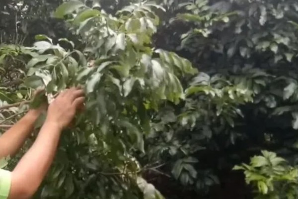 龙眼树突然枯死如何处理，过度施肥需大量浇水稀释肥料浓度