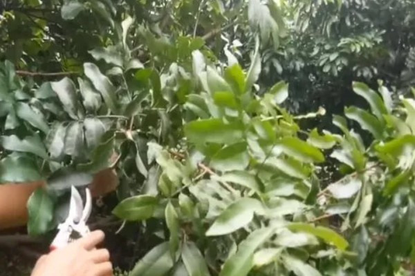 龙眼树突然枯死如何处理，过度施肥需大量浇水稀释肥料浓度