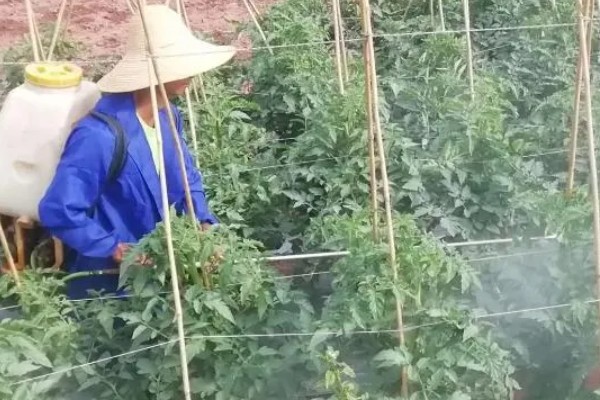 多菌灵可防治哪些病害，可有效防治大葱、韭菜灰霉病等