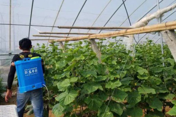 多菌灵可防治哪些病害，可有效防治大葱、韭菜灰霉病等
