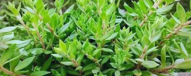 垂盆草的繁殖方法，可播种、扦插、压条等方式繁殖