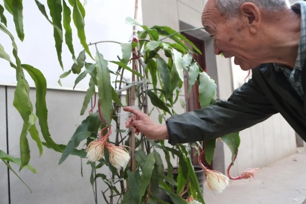 昙花如何掐头，要将生长过长的叶片剪短