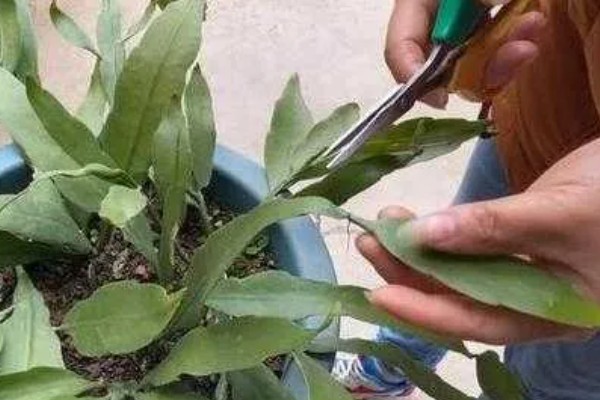 昙花如何掐头，要将生长过长的叶片剪短