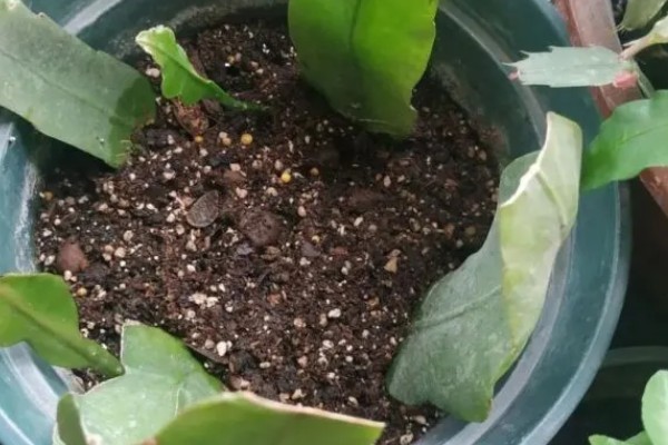昙花如何掐头，要将生长过长的叶片剪短