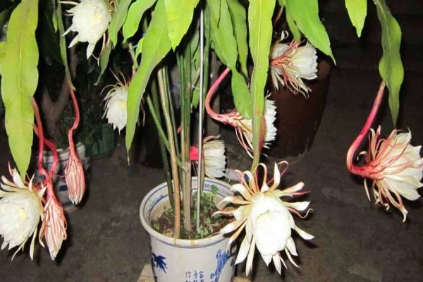 昙花如何掐头，要将生长过长的叶片剪短