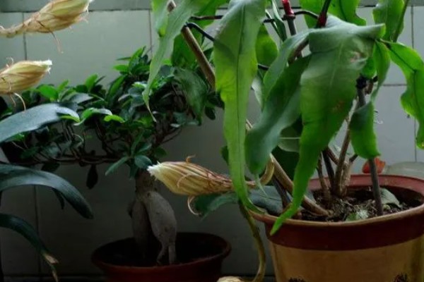 昙花如何掐头，要将生长过长的叶片剪短