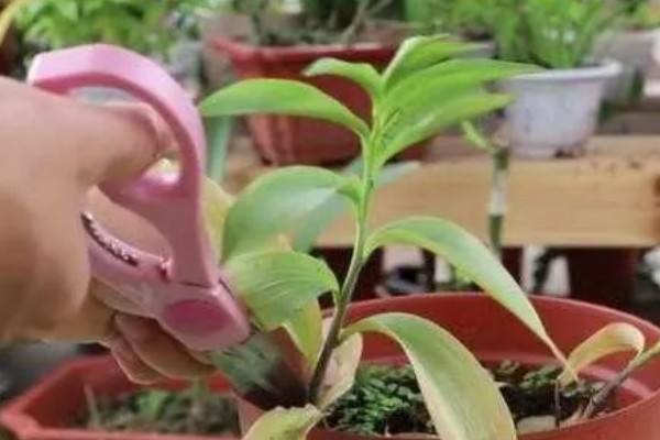 百合花要打顶吗，百合花要打顶