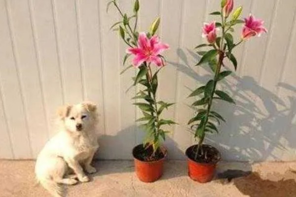 百合花要打顶吗，百合花要打顶